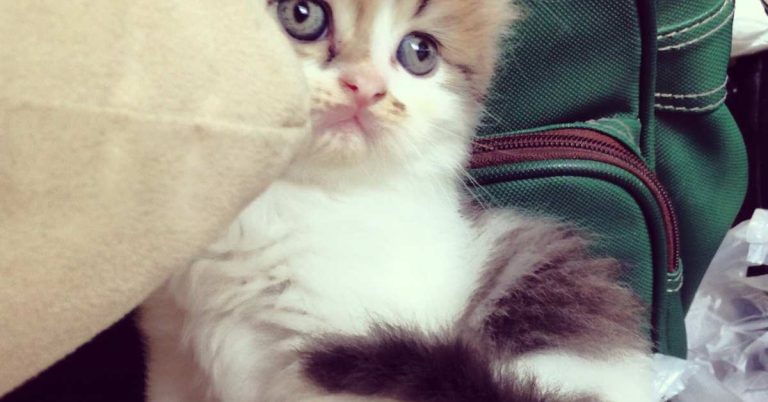 Pure Breed Persian Cats for Sale: A Complete Guide to Choosing Quality and Care
