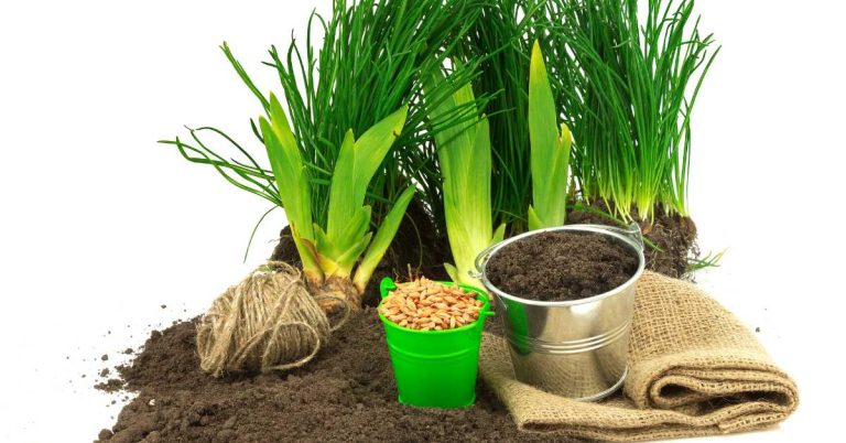Types of Grass: A Complete Guide to Choosing the Right Lawn Variety